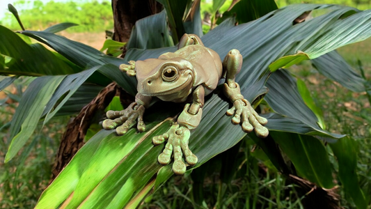 White's Tree Frog